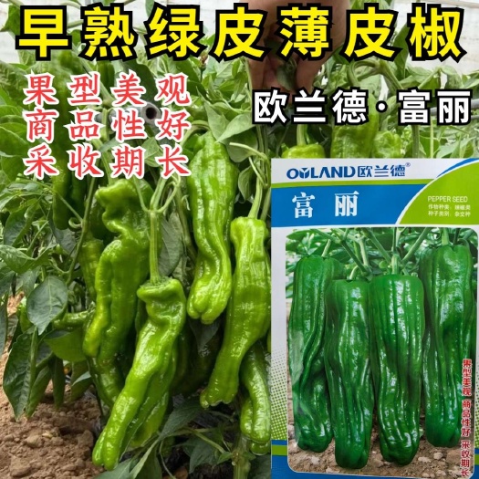 洛阳富丽薄皮椒种子欧兰德绿皮长灯笼泡椒春夏苏椒辣椒籽微辣蔬菜种孑
