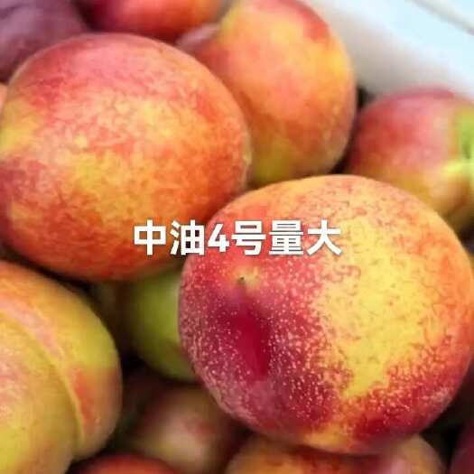 费县油桃中油四号