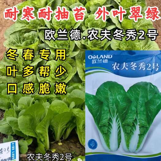 洛阳农夫冬秀2号耐寒快菜种子欧兰德冬春越冬耐抽苔绿叶小白菜种子