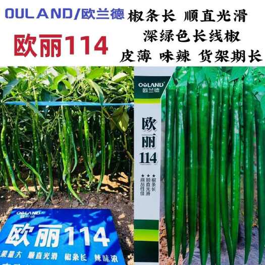 洛阳欧丽114线椒种子辣椒种籽黑皮深绿特长高产抗病皮薄线椒种子