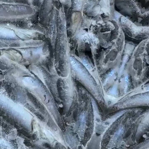 龙港冷冻鳀鱼水出烂黑金食用级别