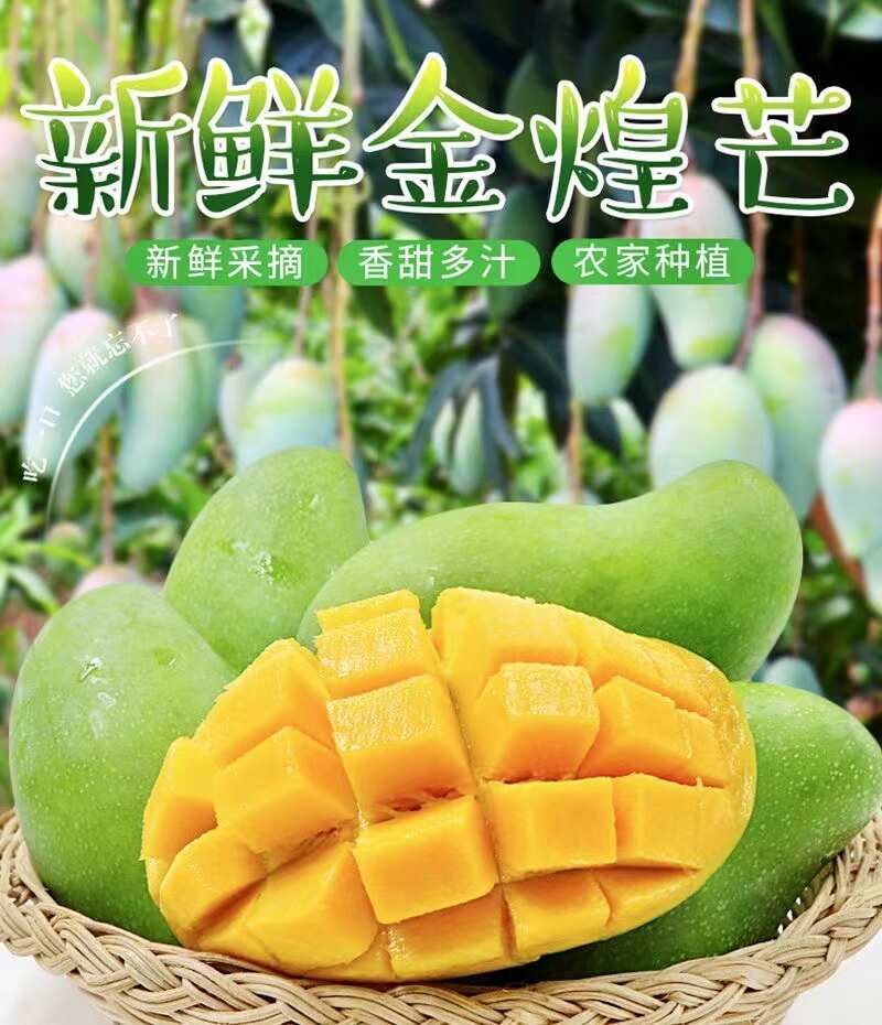 广西百色金煌芒原产地一手货源整车代办落地配