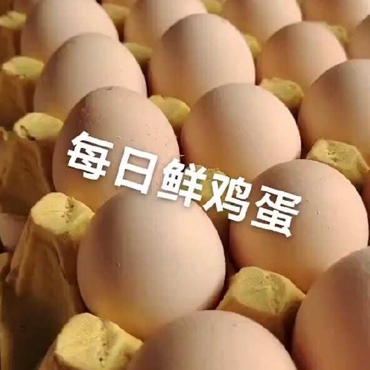 南阳精品土鸡蛋，鲜鸡蛋，各类鸡蛋，欢迎咨询购买