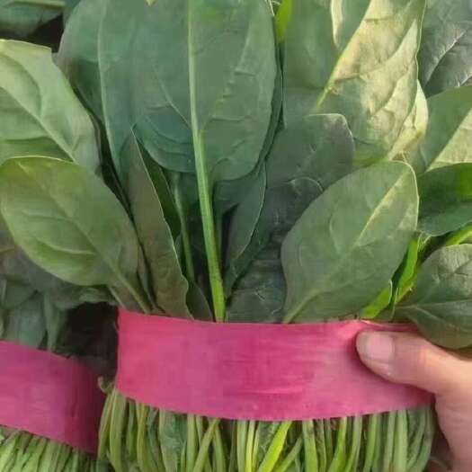 2024年河北邯郸 新鲜大叶菠菜 大量上市