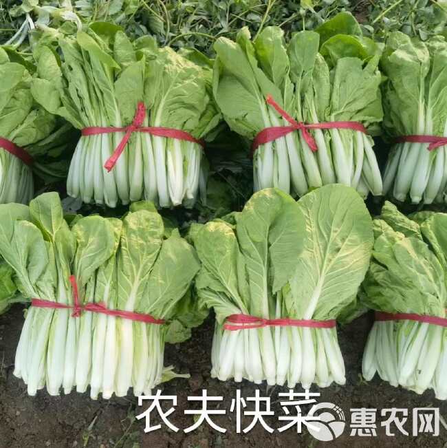 农夫四季快菜种子 夏播耐热耐湿抗病快菜小白菜蔬菜种子籽