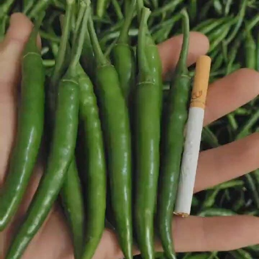 简阳市青小米辣椒，新苗大量上市供应，基地一手货源，全国发货，