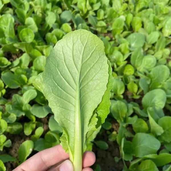 农夫四季快菜种子 夏播耐热耐湿抗病快菜小白菜蔬菜种子籽