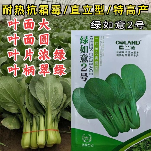 洛阳绿如意2号青梗菜种子 叶柄翠绿 直立紧凑 耐热耐寒耐湿 耐雨
