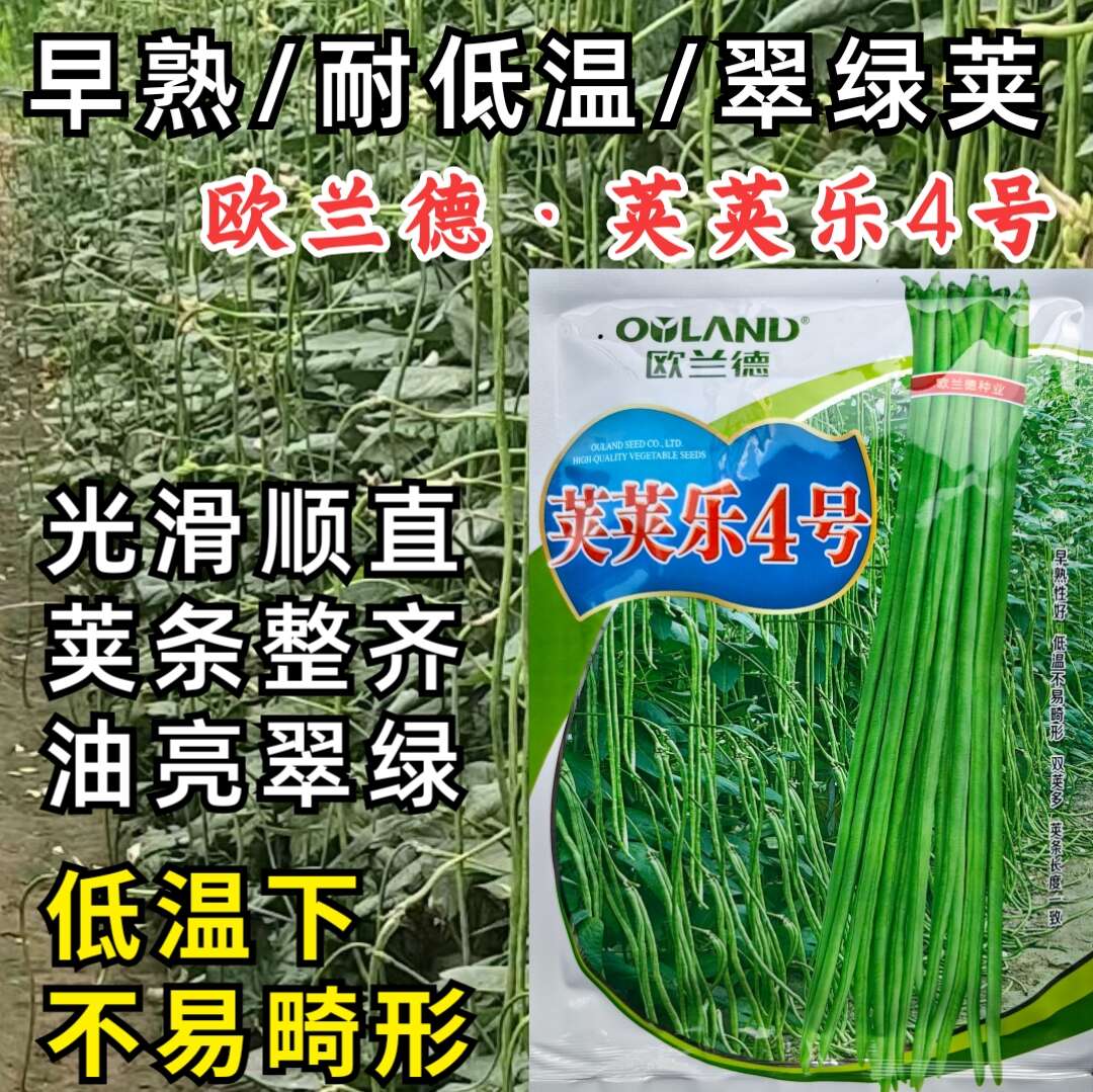 早熟耐低溫豇豆種子莢莢樂4號耐寒早春冬翠綠油豇豆長豆角種子