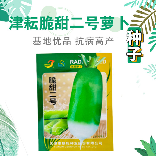水果萝卜种子脆甜二号青萝卜种子杂交一代基地优选高产不易糖心
