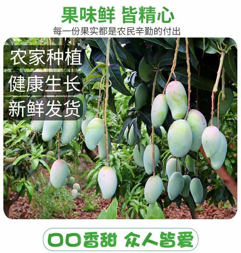 广西百色金煌芒原产地一手货源整车代办落地配