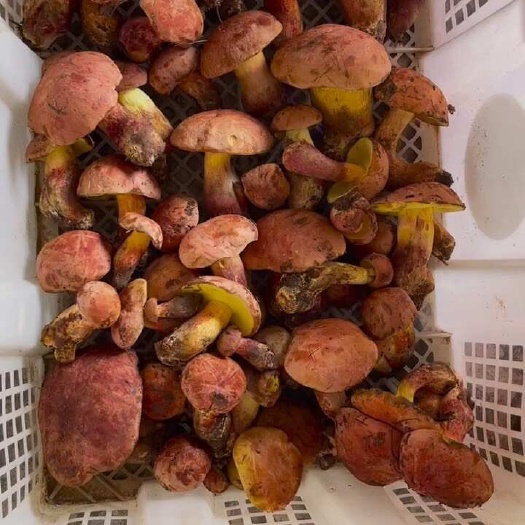 镇沅县鲜菌红葱、羊肝菌、黄牛头、青头菌、奶浆菌