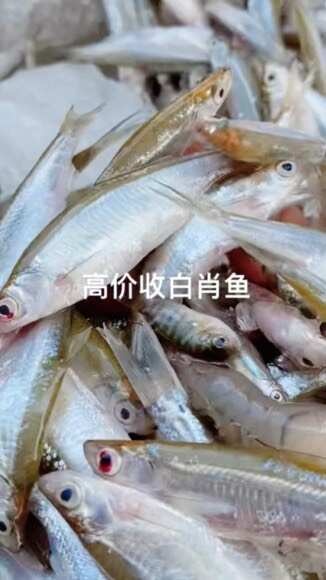 廉江市高价收白肖鱼、￼兰刀，翘嘴鱼￼