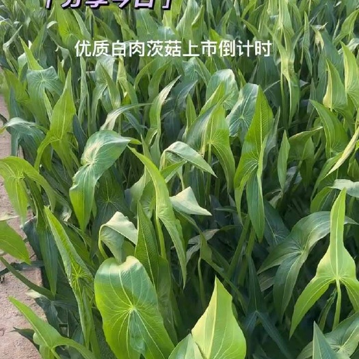 陆良县茨菇，慈姑，白肉慈姑