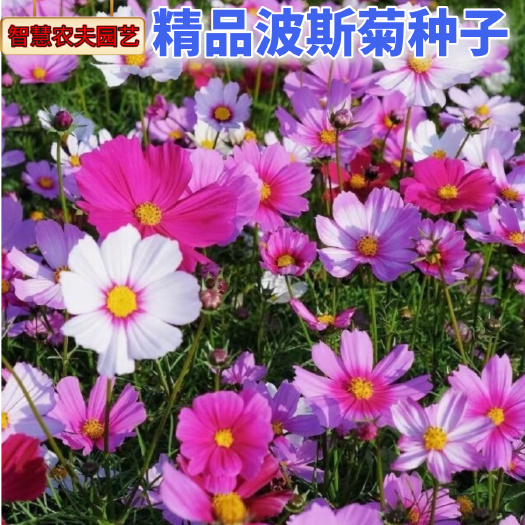 沭阳县波斯菊种子波斯菊新种子格桑花种子圆林绿化专用花种子