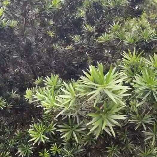 四会市地桩，原生桩，老桩大叶罗汉松