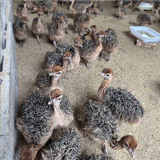 兰考县养殖场景区观赏大型成年鸵鸟 喂养简单适食性广 繁育鸵鸟苗 现