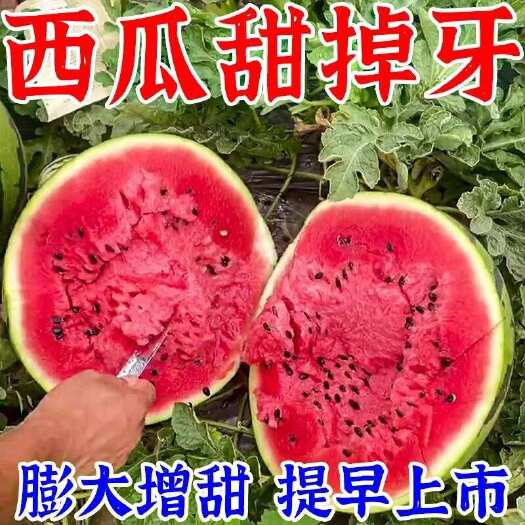 栾川县西瓜专用甜蜜素西瓜增甜剂增甜去涩超甜甜蜜素膨果靓果退酸增甜