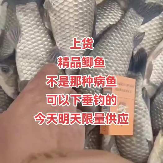 淮安鲫鱼