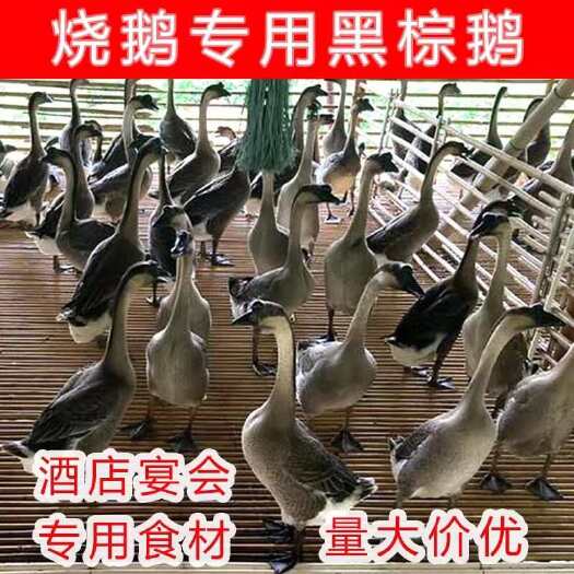 佛山养殖基地直销 广东黑棕鹅 鹅翅 鹅脚 鹅心焖鹅白切鹅原料