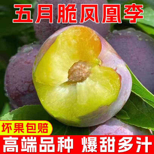 丹棱县四川五月脆凤凰李新鲜水果批发半边红脱骨李茵红青脆李子现摘现发