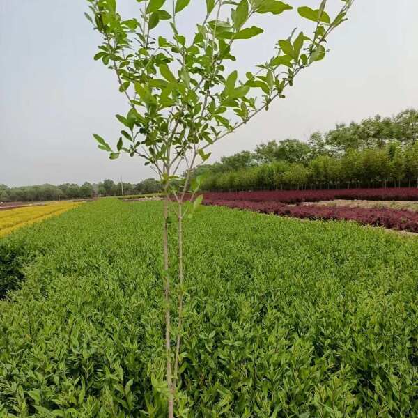 水蜡产地-西安水蜡种植基地-水蜡小苗直销