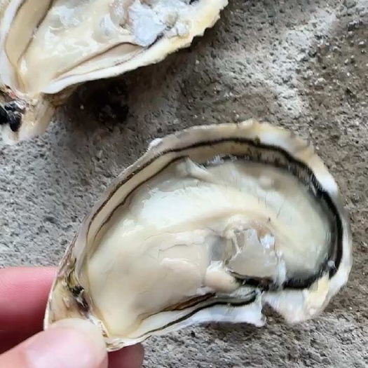 诏安县海洋氨基酸，顶格肥度生蚝