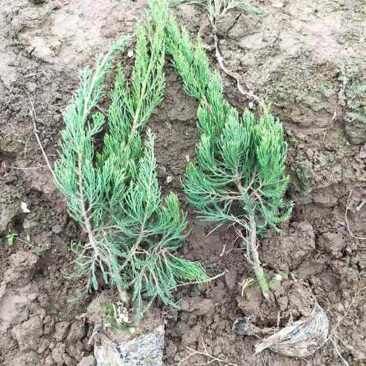 周至县沙地柏-西安沙地柏批发-沙地柏种植基地-沙地柏最新报价