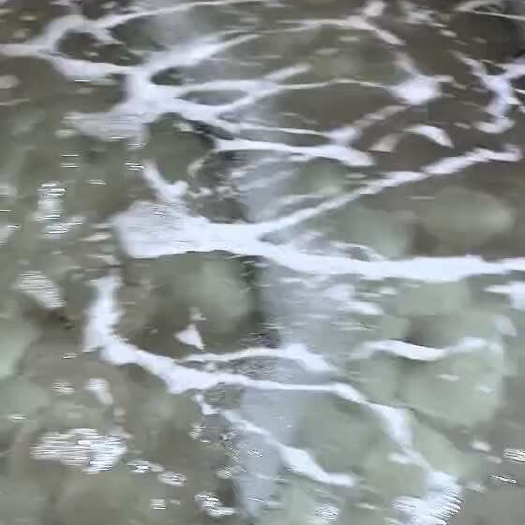 兴城市多宝鱼