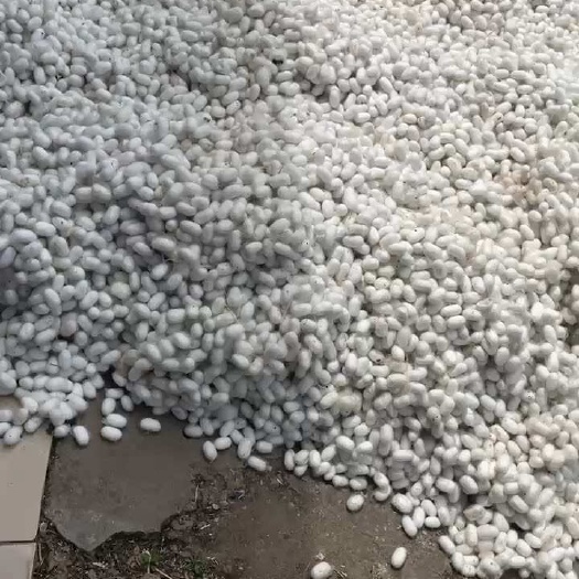 蚕茧