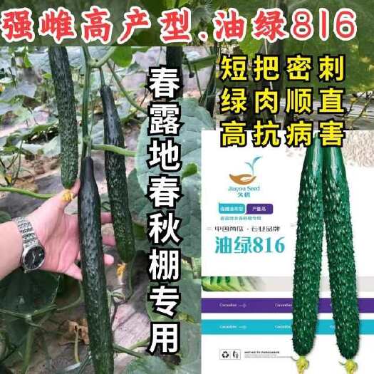 漯河油绿816黄瓜种子 强雌油亮 瓜码密 短把密刺 圆头抗病