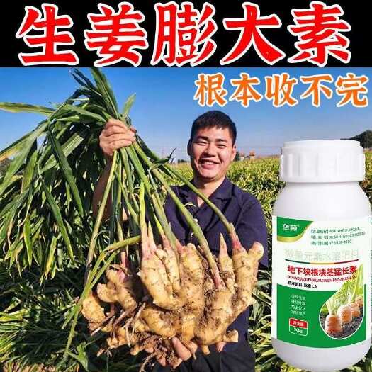 栾川县生姜控旺膨大素生姜专用肥大姜膨大素大姜增多增大抗病高产专用肥