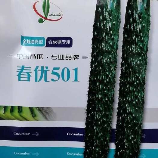 漯河春优501黄瓜种子 密刺黄瓜种子 全雌油亮型 刺瘤明显
