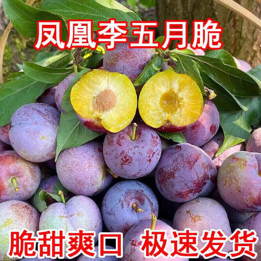 丹棱县四川脆红李五月脆凤凰李红脆李脱骨离心茵红李3/5斤装