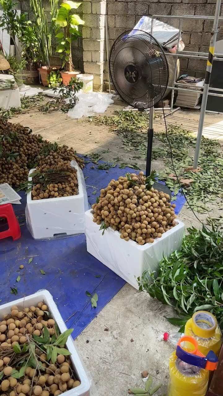石硖，龙眼