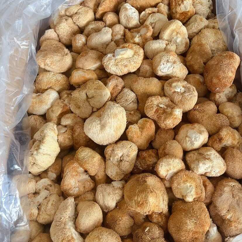 猴头菇 展会 地摊 电商 长白山猴头菇干 干猴头菇 蘑菇