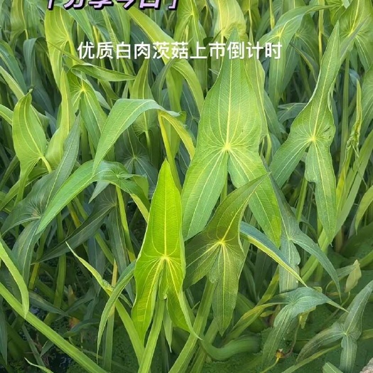 陆良县白肉茨菇，白肉慈姑，慈姑，茨菇