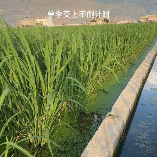 陆良县单季茭白，美人茭