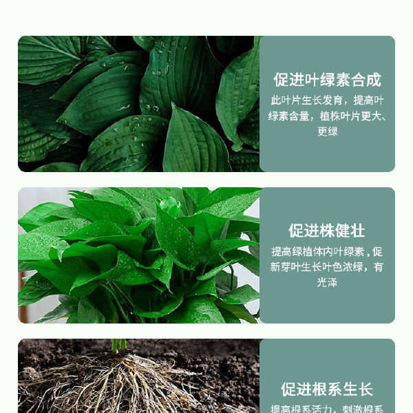 植挥官肥料花卉绿植蔬菜瓜果微量元素锰锌铁硼钼改善黄叶叶片鲜绿