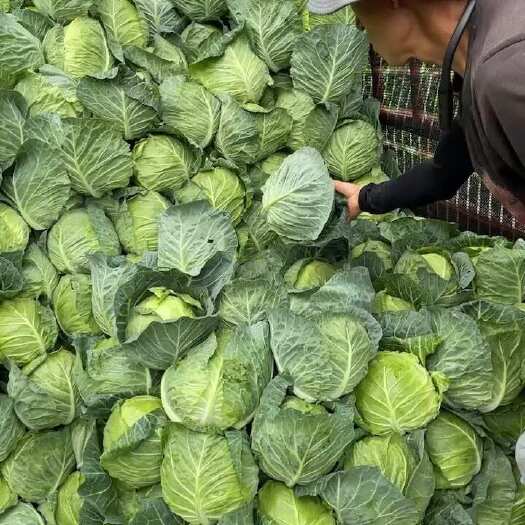 寻甸县圆包菜，装车了