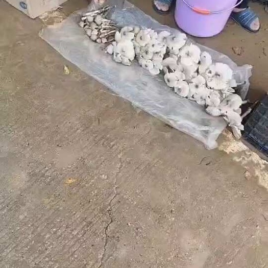 鹿寨县鸡枞菌，荔枝菌，夏至菌