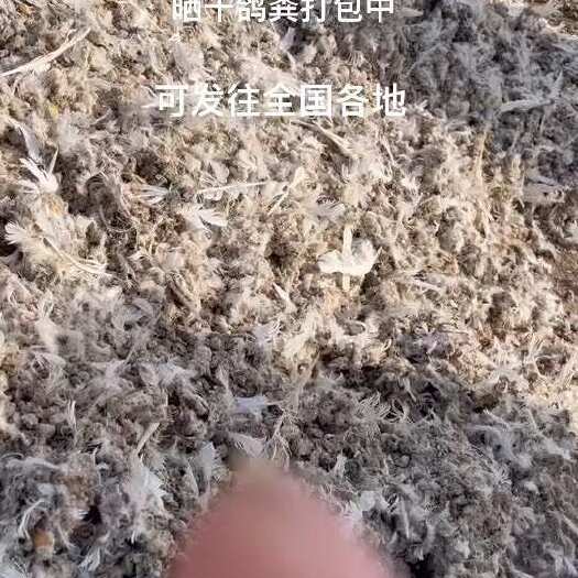 龙川县晒干鸽粪