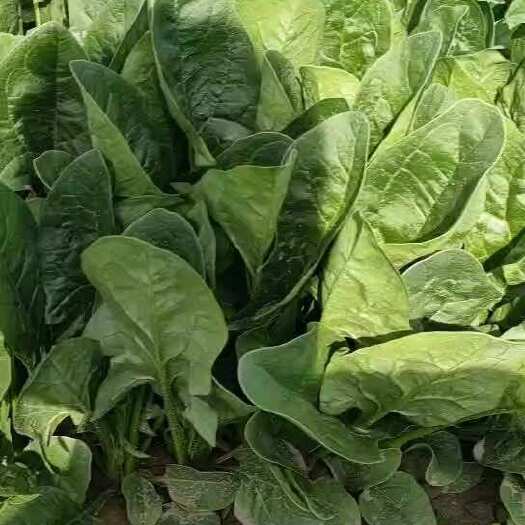  大叶菠菜