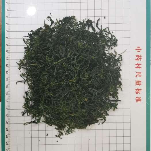安国市小叶苦丁 毛冬青茶 青山绿水花草茶批发