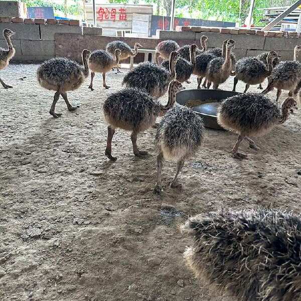 景区园林散养鸵鸟 动物园拍照观赏鸵鸟苗 体格高大 农家养殖