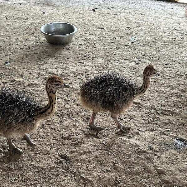 景区园林散养鸵鸟 动物园拍照观赏鸵鸟苗 体格高大 农家养殖