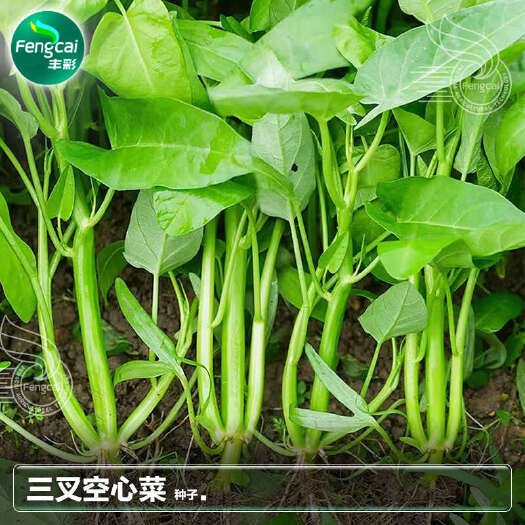 绵阳泰国 大叶三叉空心菜种子 旱地、水地皆宜种植 特点梗脆嫩