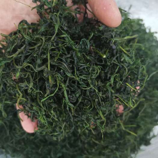 安国市小叶苦丁 毛冬青茶 青山绿水 花草茶批发