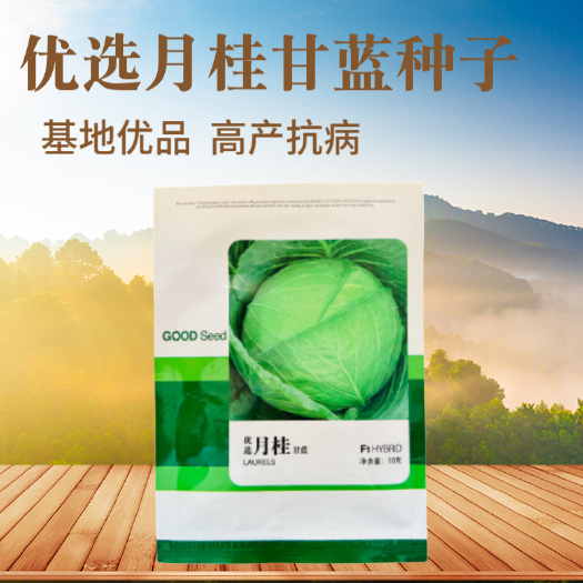 武汉抗热品种基地用种月桂甘蓝种子包菜种子早熟耐热品种6月可种高产