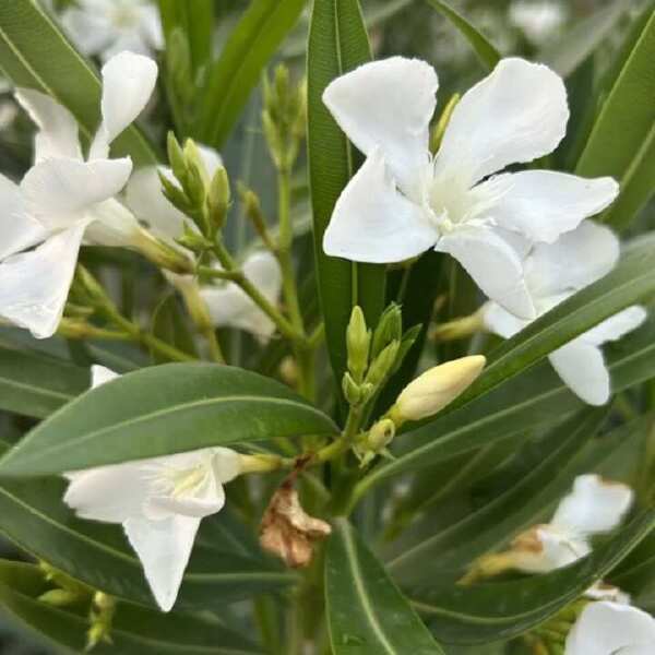 粉花夹竹桃/白花夹竹桃/红花夹竹桃60至2米